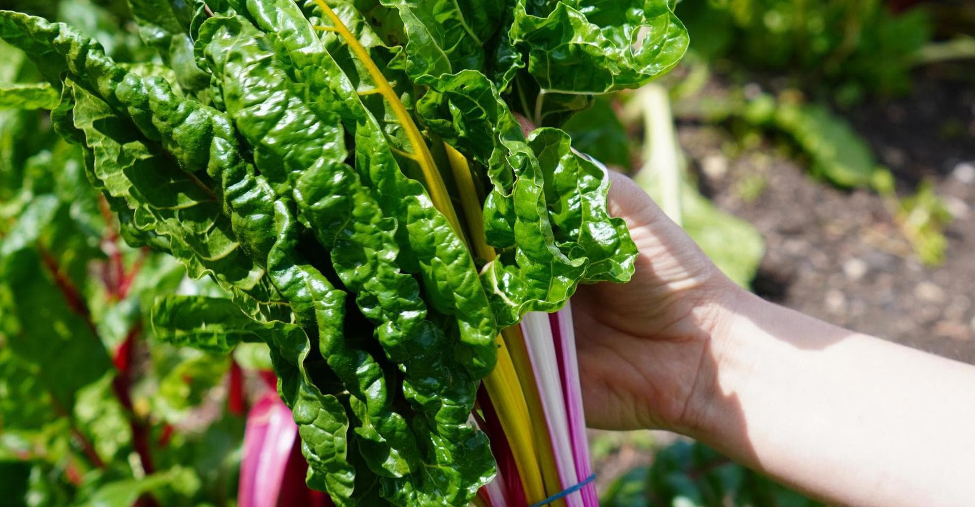 Bath City Farm Wholesale 